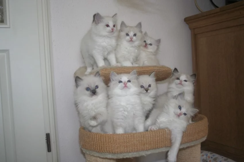Ragdoll koťata
